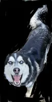 Dallas, a male Siberian Husky for sale in Anoka, MN – 5 of 7