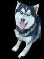 Dallas, a male Siberian Husky for sale in Anoka, MN – 2 of 7