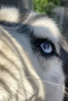 Dallas, a male Siberian Husky for sale in Anoka, MN – 7 of 7