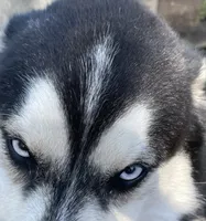 Dallas, a male Siberian Husky for sale in Anoka, MN – 6 of 7