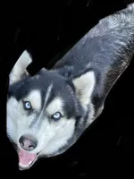 Dallas, a male Siberian Husky for sale in Anoka, MN – 3 of 7