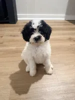 Oreo, a male Poodle - Toy  and Poochon for sale in Warner Robins, GA – Photo 2 of 4