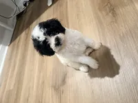 Oreo, a male Poodle - Toy  and Poochon for sale in Warner Robins, GA – Photo 3 of 4