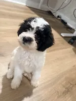 Oreo, a male Poodle - Toy  and Poochon for sale in Warner Robins, GA – Photo 1 of 4