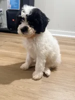 Oreo, a male Poodle - Toy  and Poochon for sale in Warner Robins, GA – Photo 4 of 4