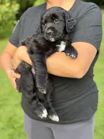 Iris, a female Goldendoodle and Golden Pyrenees for sale in Lake Stevens, WA – 4 of 7
