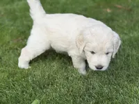 Simon, a male Goldendoodle and Golden Pyrenees for sale in Lake Stevens, WA – 2 of 7