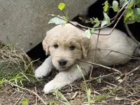 Alvin, a male Goldendoodle and Golden Pyrenees for sale in Lake Stevens, WA – 4 of 6