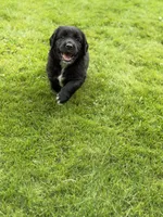 Iris, a female Goldendoodle and Golden Pyrenees for sale in Lake Stevens, WA – 6 of 7