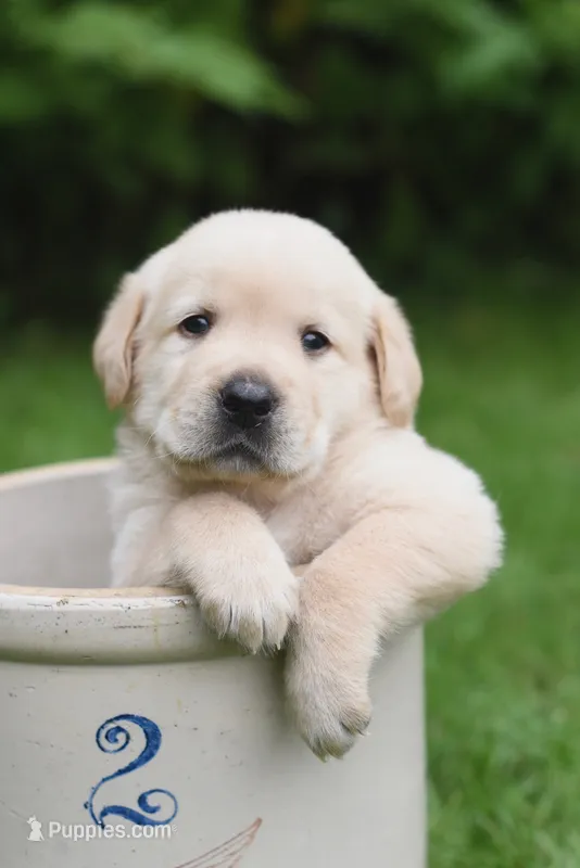 Atlas – Goldendoodle, Golden Pyrenees puppy for sale in Lake Stevens, WA