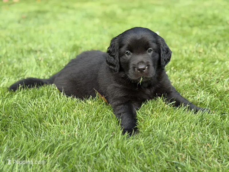 Polly – Goldendoodle, Golden Pyrenees puppy for sale in Lake Stevens, WA