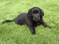 Polly, a female Goldendoodle and Golden Pyrenees for sale in Lake Stevens, WA – 1 of 5