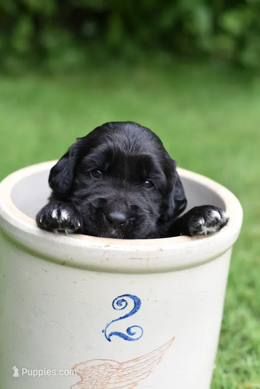 Iris – Goldendoodle, Golden Pyrenees puppy for sale in Lake Stevens, WA