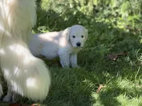 Simon, a male Goldendoodle and Golden Pyrenees for sale in Lake Stevens, WA – 7 of 7