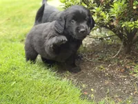 Wally, a male Goldendoodle and Golden Pyrenees for sale in Lake Stevens, WA – 3 of 6