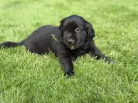 Polly, a female Goldendoodle and Golden Pyrenees for sale in Lake Stevens, WA – 5 of 5