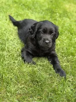Polly, a female Goldendoodle and Golden Pyrenees for sale in Lake Stevens, WA – 2 of 5