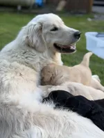 Polly, a female Goldendoodle and Golden Pyrenees for sale in Lake Stevens, WA – 4 of 5