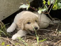 Alvin, a male Goldendoodle and Golden Pyrenees for sale in Lake Stevens, WA – 3 of 6