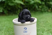 Polly, a female Goldendoodle and Golden Pyrenees for sale in Lake Stevens, WA – 3 of 5