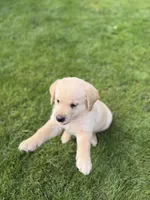 Atlas, a male Goldendoodle and Golden Pyrenees for sale in Lake Stevens, WA – 2 of 7
