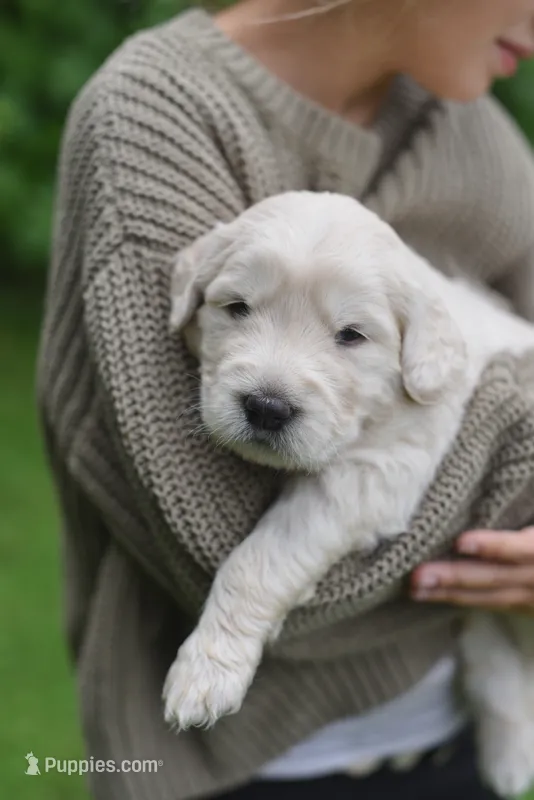Simon – Goldendoodle, Golden Pyrenees puppy for sale in Lake Stevens, WA