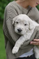 Simon, a male Goldendoodle and Golden Pyrenees for sale in Lake Stevens, WA – 1 of 7