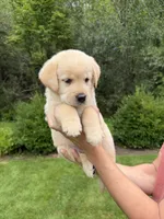 Atlas, a male Goldendoodle and Golden Pyrenees for sale in Lake Stevens, WA – 5 of 7