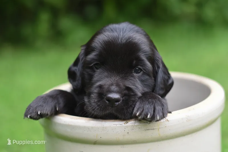 Wally – Goldendoodle, Golden Pyrenees puppy for sale in Lake Stevens, WA