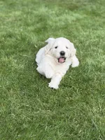 Simon, a male Goldendoodle and Golden Pyrenees for sale in Lake Stevens, WA – 3 of 7