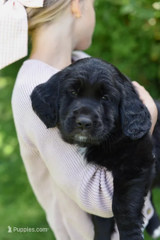 Iris – Goldendoodle, Golden Pyrenees puppy for sale in Lake Stevens, WA