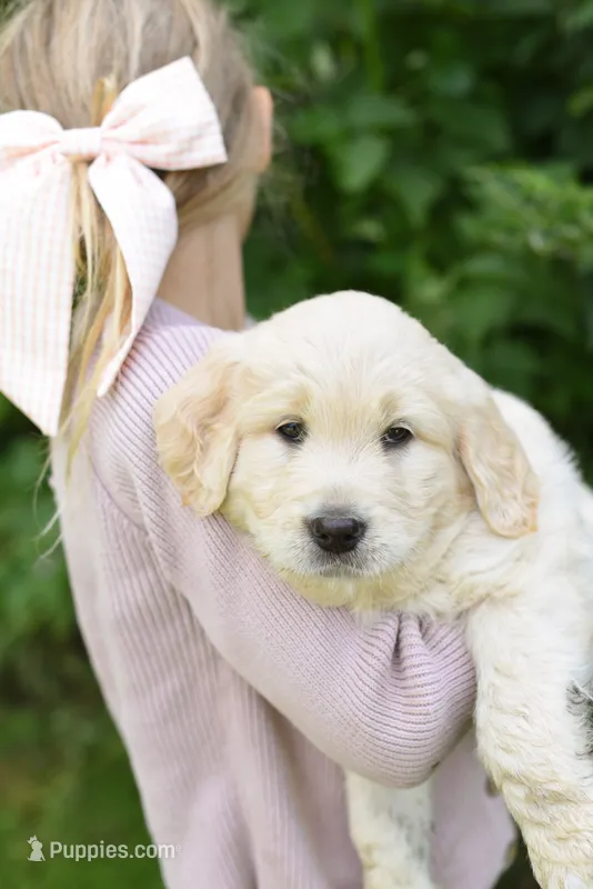 Alvin – Goldendoodle, Golden Pyrenees puppy for sale in Lake Stevens, WA