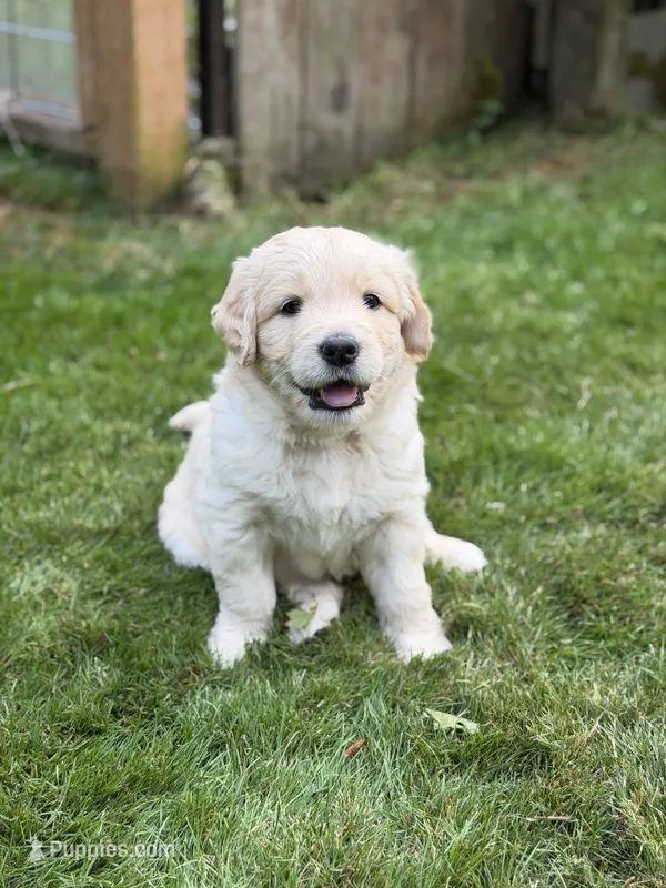 Alvin – Goldendoodle, Golden Pyrenees puppy for sale in Lake Stevens, WA