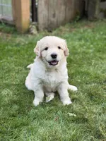 Alvin, a male Goldendoodle and Golden Pyrenees for sale in Lake Stevens, WA – 1 of 6