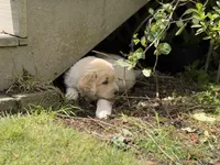 Alvin, a male Goldendoodle and Golden Pyrenees for sale in Lake Stevens, WA – 5 of 6