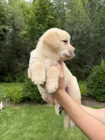 Atlas, a male Goldendoodle and Golden Pyrenees for sale in Lake Stevens, WA – 3 of 7