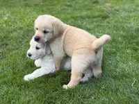 Atlas, a male Goldendoodle and Golden Pyrenees for sale in Lake Stevens, WA – 4 of 7