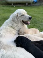 Wally, a male Goldendoodle and Golden Pyrenees for sale in Lake Stevens, WA – 4 of 6