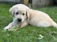 Atlas, a male Goldendoodle and Golden Pyrenees for sale in Lake Stevens, WA – 6 of 7