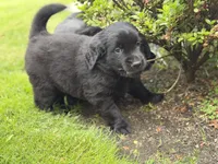 Wally, a male Goldendoodle and Golden Pyrenees for sale in Lake Stevens, WA – 2 of 6