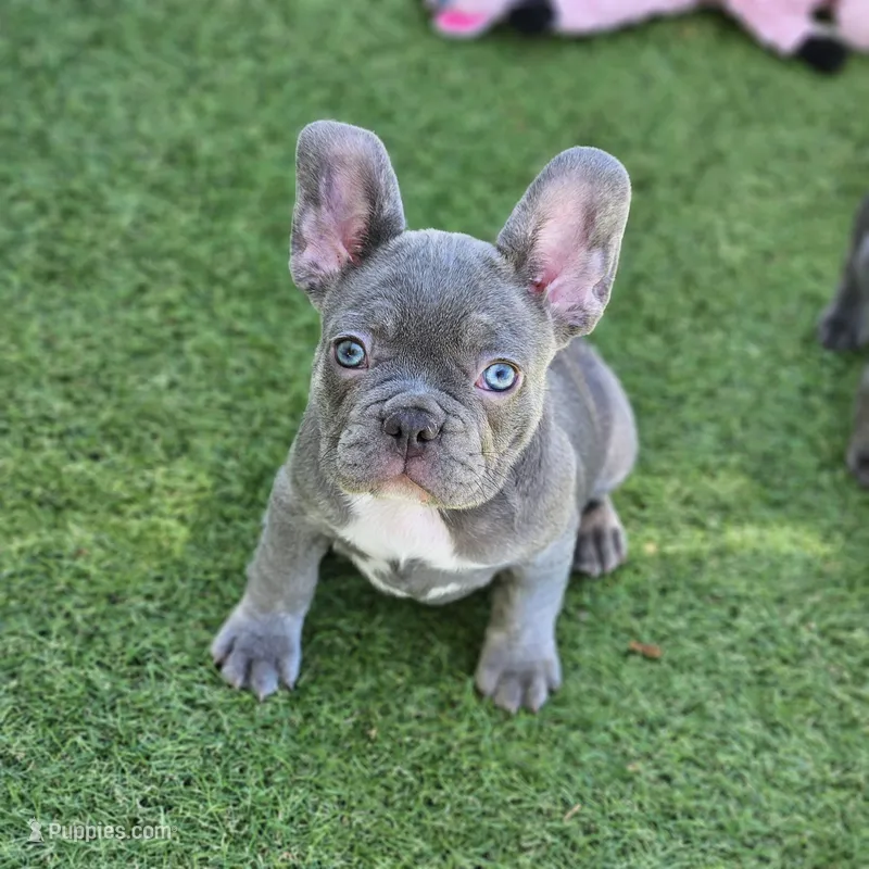 Sugar – French Bulldog puppy for sale in Heavener, OK