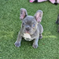 Sugar, a female French Bulldog for sale in Heavener, OK – 1 of 1