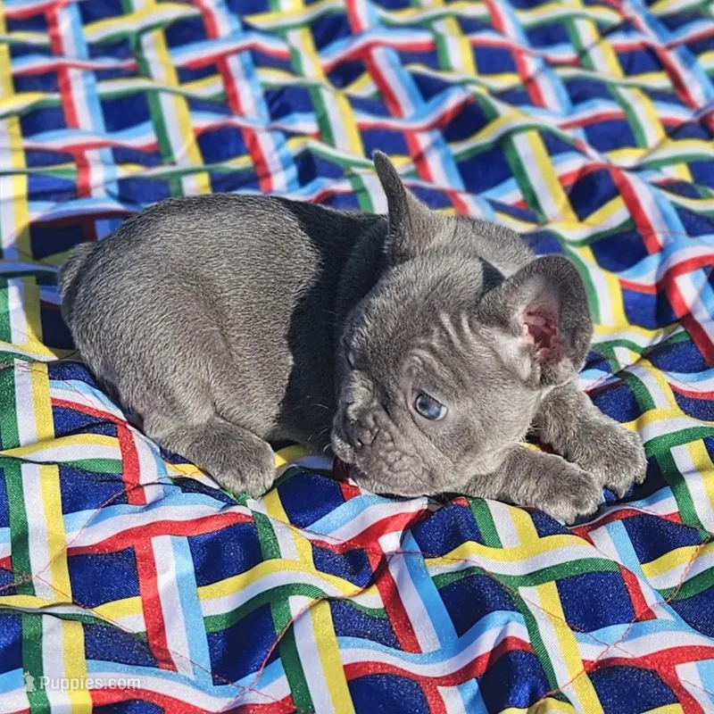 Sugar – French Bulldog puppy for sale in Heavener, OK