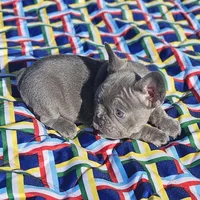 Sugar, a female French Bulldog for sale in Heavener, OK – Photo 1 of 7