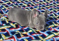 Sugar, a female French Bulldog for sale in Heavener, OK – Photo 5 of 7