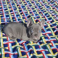 Sugar, a female French Bulldog for sale in Heavener, OK – Photo 2 of 7