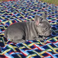 Sugar, a female French Bulldog for sale in Heavener, OK – Photo 4 of 7