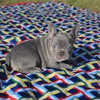Sugar, a female French Bulldog for sale in Heavener, OK – Photo 6 of 7