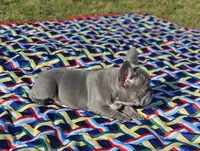 Sugar, a female French Bulldog for sale in Heavener, OK – Photo 7 of 7