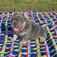 Cupid, a male French Bulldog for sale in Heavener, OK – Photo 7 of 7